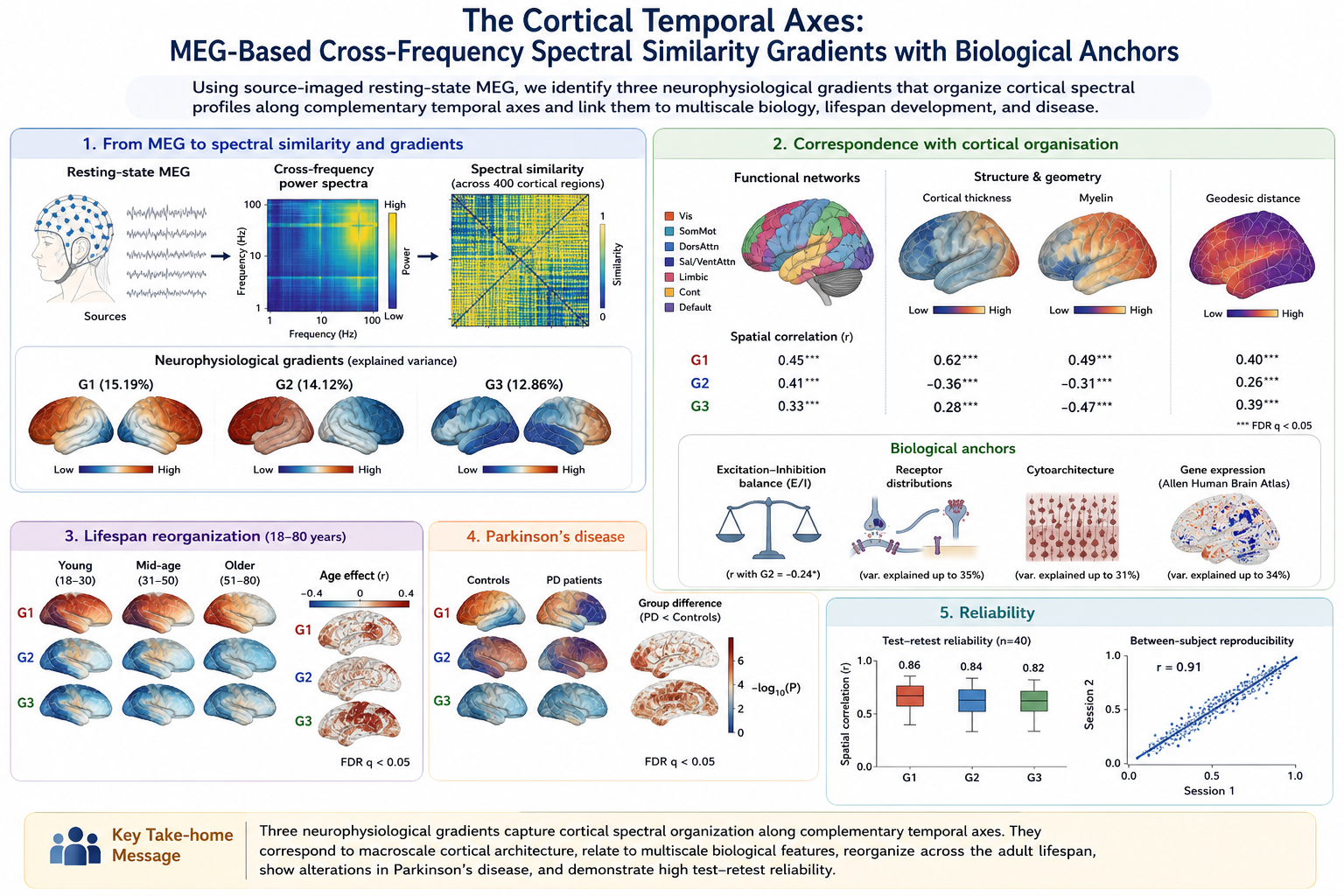 The Cortical Temporal Axis: MEG-Based Cross-Frequency Gradients with Biological Anchors